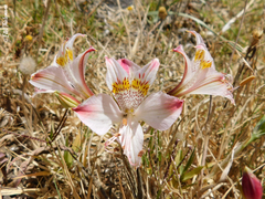 Alstroemeria hookeri hookeri