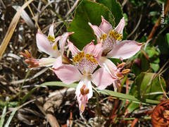 Alstroemeria hookeri hookeri
