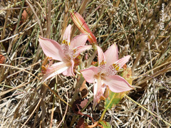 Alstroemeria hookeri hookeri