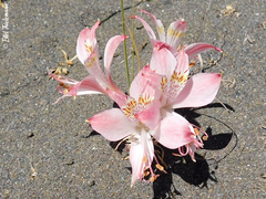 Alstroemeria hookeri hookeri