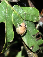 Pristimantis altamnis