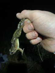 Leptodactylus wagneri