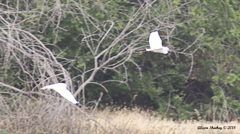 Egretta thula
