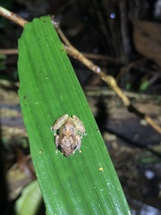 Pristimantis diadematus