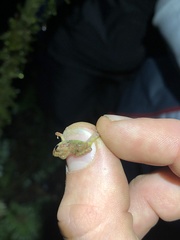 Pristimantis diadematus