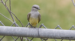 Tyrannus verticalis