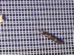 Athripsodes albifrons