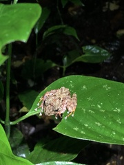 Pristimantis rubicundus