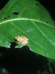 Pristimantis altamnis