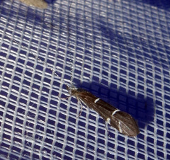 Athripsodes albifrons