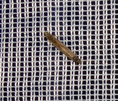 Cheumatopsyche lepida