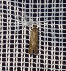 Cheumatopsyche lepida