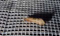 Cheumatopsyche lepida