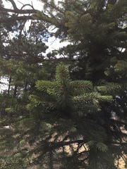 Picea chihuahuana