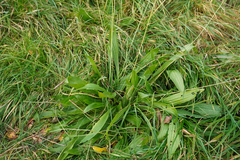 Plantago lanceolata