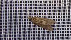 Cheumatopsyche lepida