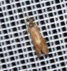 Cheumatopsyche lepida