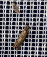 Cheumatopsyche lepida