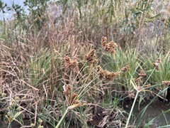 Cyperus alopecuroides