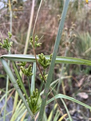 Cyperus alopecuroides