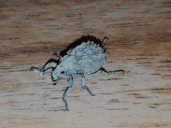 Brachycerus muricatus