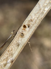 Aulacidea