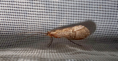 Halesus digitatus