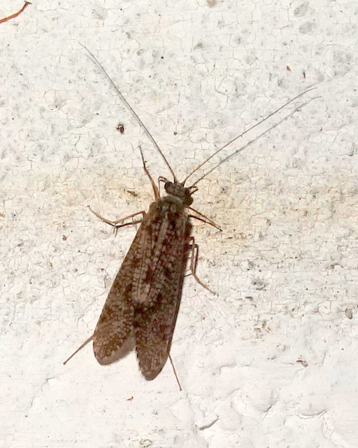 Hydropsyche incognita