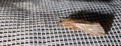 Hydropsyche pellucidula