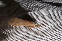 Hydropsyche pellucidula