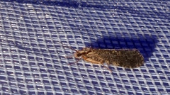 Hydropsyche pellucidula