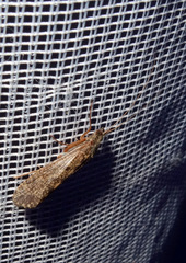 Hydropsyche pellucidula