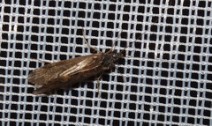 Hydropsyche pellucidula