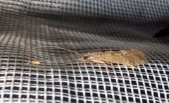 Hydropsyche pellucidula