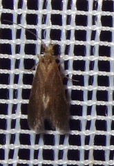 Lepidostoma basale