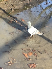 Columba livia domestica