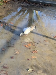 Columba livia domestica