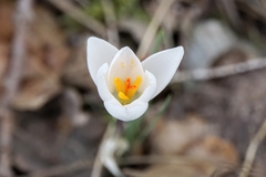 Crocus weldenii