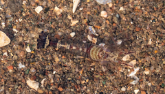 Eualus pusiolus