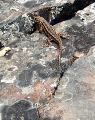Sceloporus occidentalis occidentalis