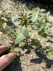 Magnoliopsida