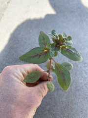 Magnoliopsida