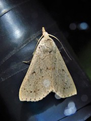 Scolecocampinae