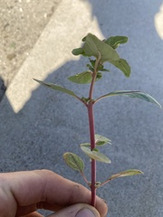Magnoliopsida