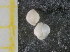 Quinqueloculina