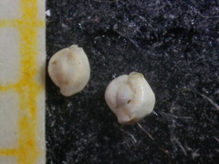 Quinqueloculina