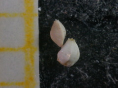 Quinqueloculina