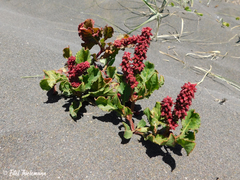 Rumex maricola