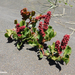 Rumex maricola - Photo (c) Eitel Carlos Thielemann Pinto, some rights reserved (CC BY-NC), uploaded by Eitel Carlos Thielemann Pinto