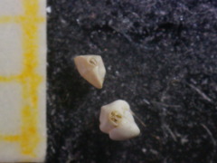 Quinqueloculina